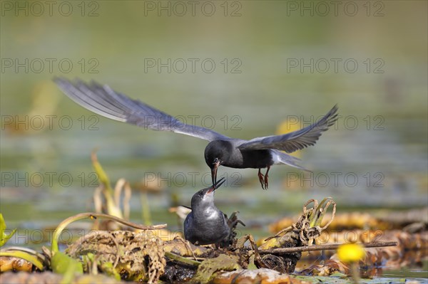 Black tern (Chlidonias niger)