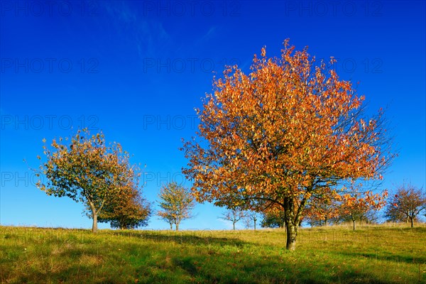 Cherry trees (Prunus) with orange leaves