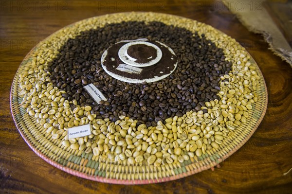 Green and roasted fresh coffee beans