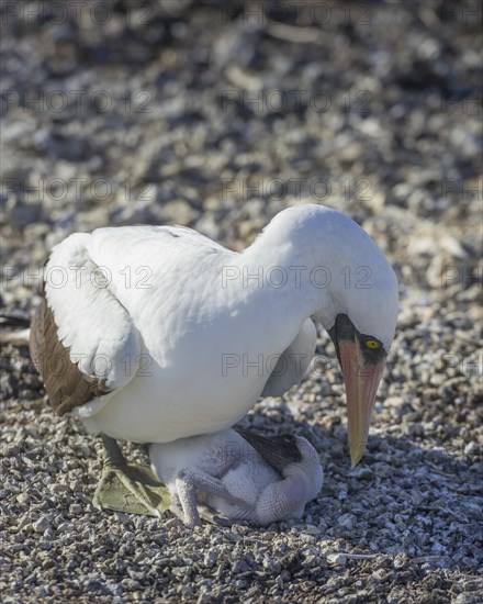 Nazca Booby (Sula granti) on a nest with a chick
