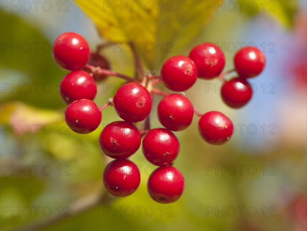 Guelder Rose (Viburnum opulus)