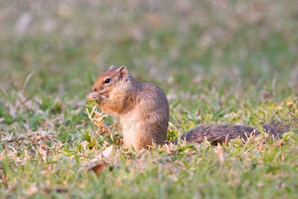 Smith's bush squirrel (Paraxerus cepapi)