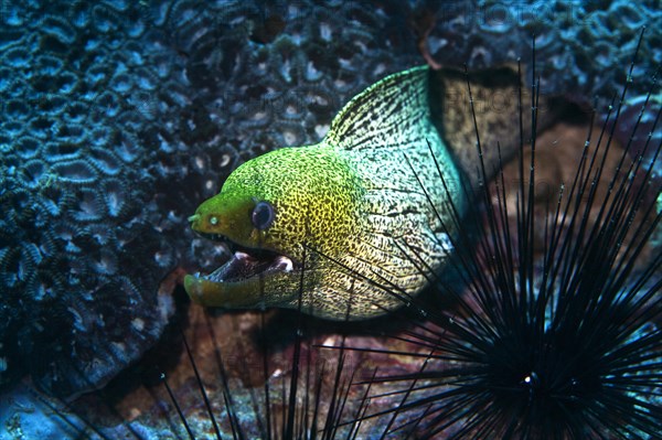 Undulated Moray (Gymnothorax undulatus)