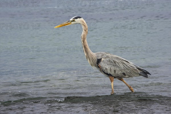 Great blue Heron (Ardea herodias)