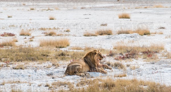 Lion (Panthera leo)