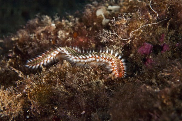 Bearded Fireworm (Hermodice carunculata)