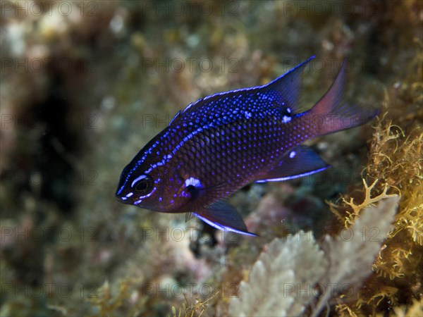 Damselfish (Chromis chromis)