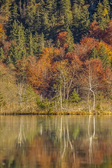 Autumn forest with its reflection in Almsee lake