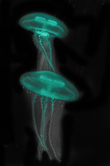 Moon Jellyfish (Aurelia aurita) in coloured light