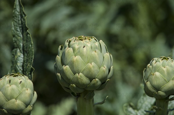 Artichokes (Cynara cardunculus)