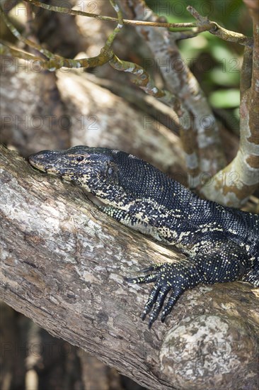 Water Monitor (Varanus salvator)