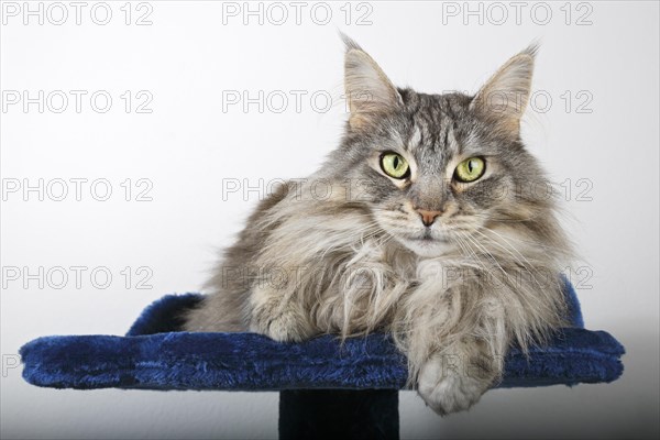 Maine Coon cat