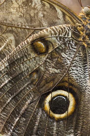 Yellow-edged Giant Owl (Caligo atreus)