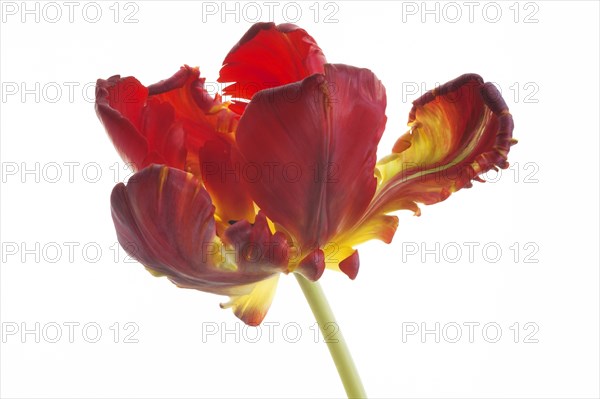 Parrot Tulip (Tulipa)