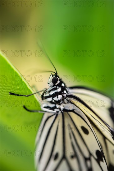 Large Tree Nymph or Paper Kite (Idea leuconoe)