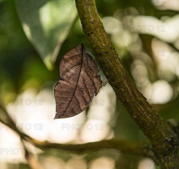 Indian Leafwing or Malayan Leafwing (Kallima paralekta)