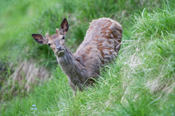 Red Deer (Cervus elaphus)