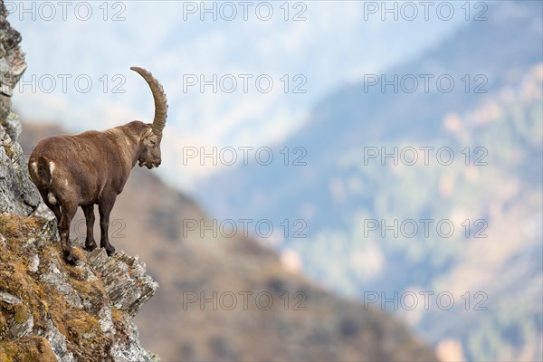 Alpine Ibex (Capra ibex)