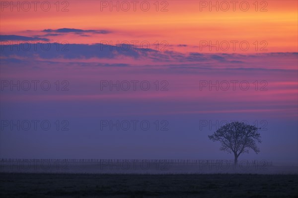 Tree in the fog