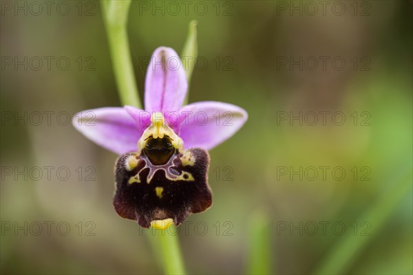 Late Spider Orchid (Ophrys holoserica)