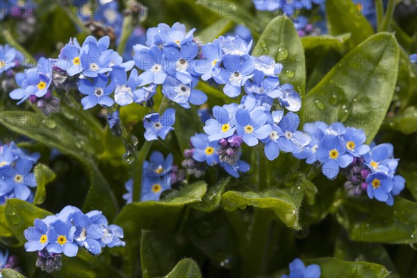 Wood forget-me-not (Myosotis sylvatica)