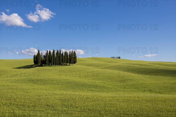 Mediterranean Cypresses (Cupressus sempervirens) and a cornfield