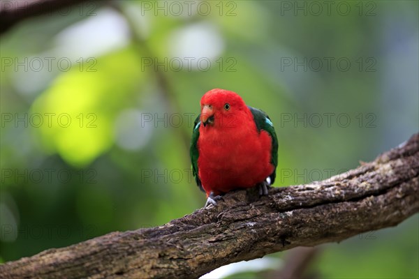 Australian King Parrot (Alisterus scapularis)