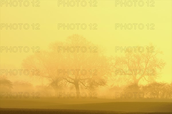Trees in fog at sunrise