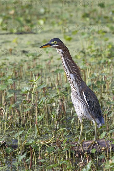 Green Heron (Butorides virescens) demonstrating defensive 'forward' display against another heron entering the foraging territory