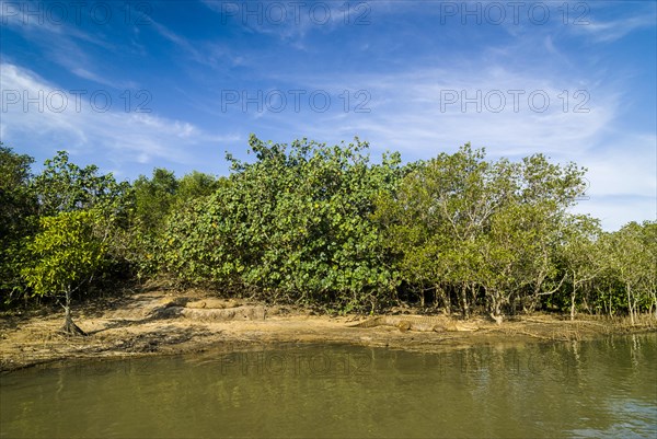 Nile Crocodile (Crocodylus niloticus) on the shore