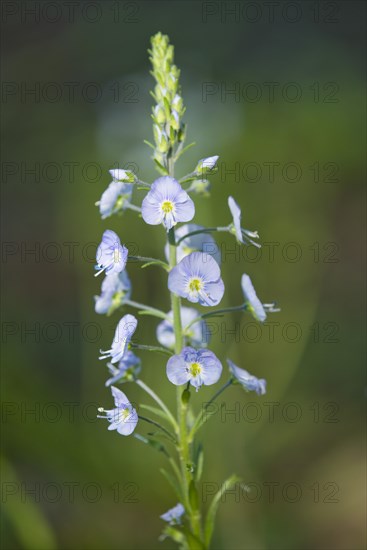 Gentian Speedwell (Veronica gentianoides)