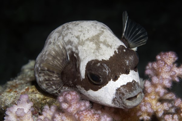 Masked puffer (Arothron diadematus) rests on coral at night