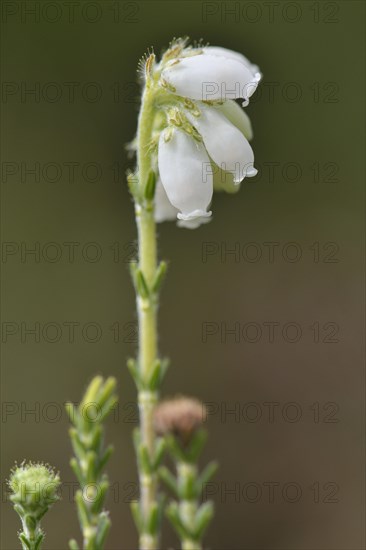 Cross-leaved Heath (Erica tetralix)