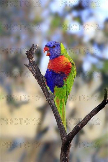 Rainbow Lorikeet (Trichoglossus haematodus)