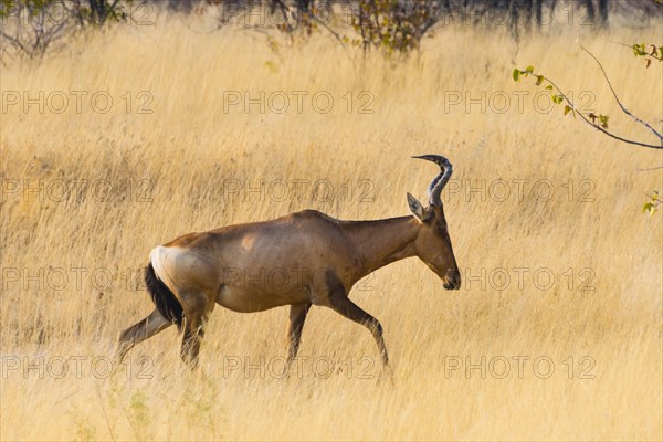 Red hartebeest