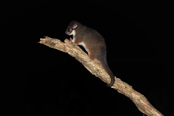 Common ringtail possum (Pseudocheirus viverrinus peregrinus)