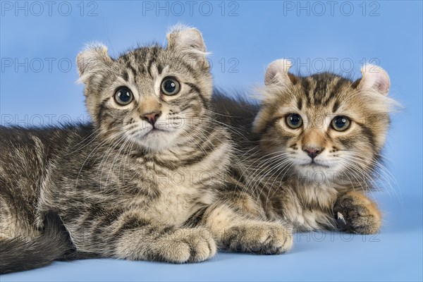 Two breedscats American Curl (Felis silvestris catus)