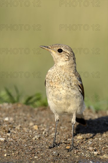 Young Spanish Sparrow or Willow Sparrow (Passer hispaniolensis)