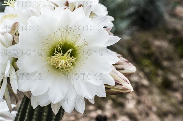 Queen of the Night cactus (Selenicereus grandiflorus)