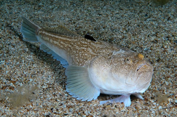 Atlantic Stargazer (Uranoscopus scaber)