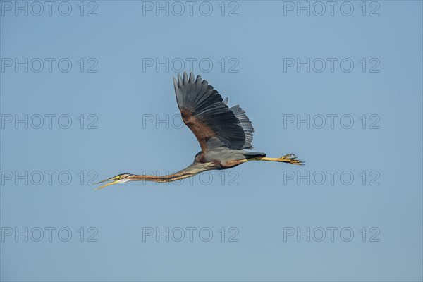 Purple Heron (Ardea purpurea)