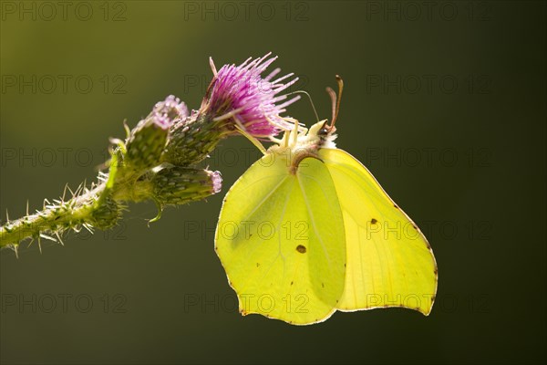 Brimstone (Gonepteryx rhamni) sucking nectar