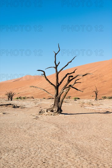 Dead tree in a dried-up salt and clay pan