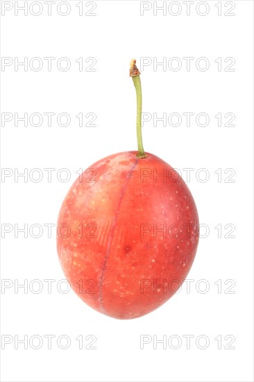 Orange variety of the cherry plum or myrobalan