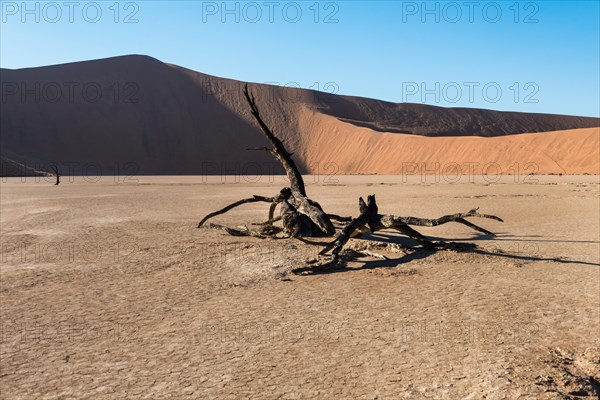 Dead tree in the salt and clay pan