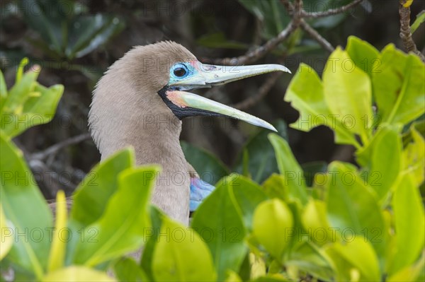 Red-footed Booby (Sula sula) in red mangrove