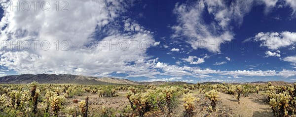 Cholla cacti in the Cholla Cactus Garden with clouds in the sky