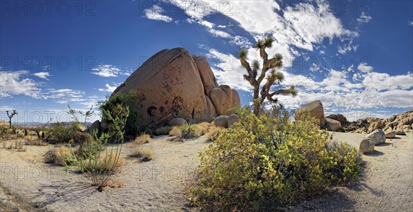 Huge granite rocks of Split Rocks and green Mojave Yucca or Spanish Dagger (Yucca schidigera)