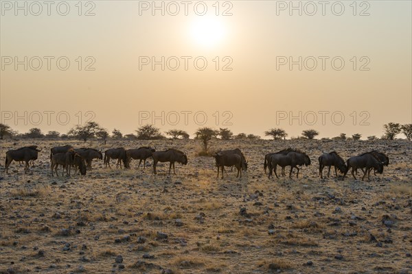 Blue Wildebeest (Connochaetes taurinus) herd in the evening light