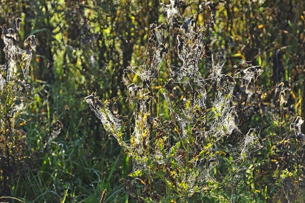 Downy burdock (Arctium tomentosum) with cobwebs in the morning dew